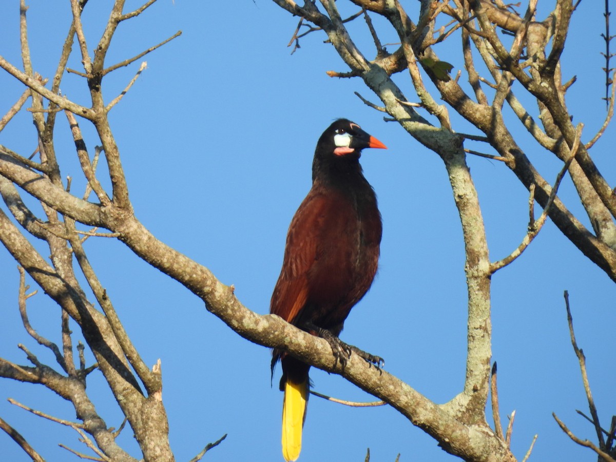 Montezuma Oropendola - ML613421150