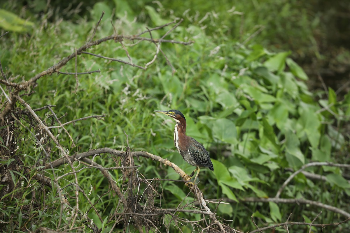 Green Heron - ML613421158