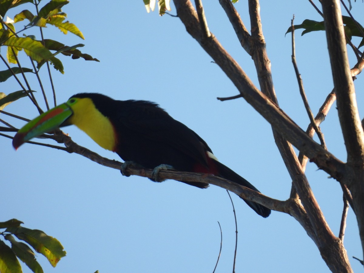 Keel-billed Toucan - ML613421208