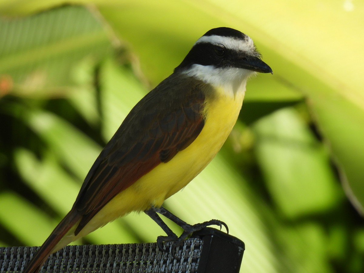 Great Kiskadee - ML613421217