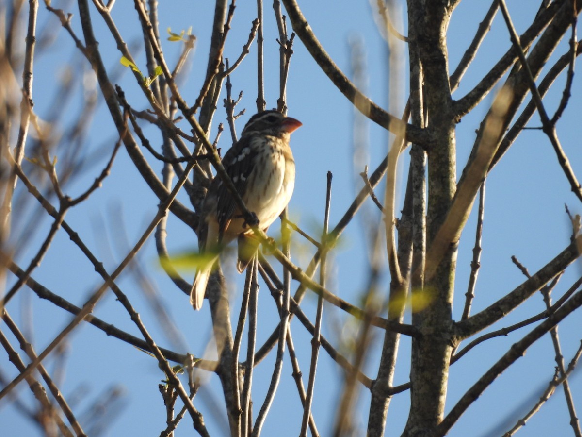 Rose-breasted Grosbeak - ML613421233
