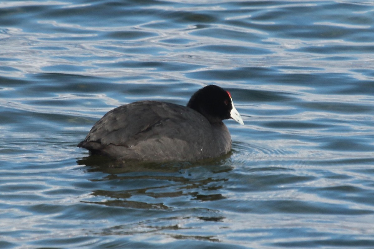 Red-knobbed Coot - ML613421297