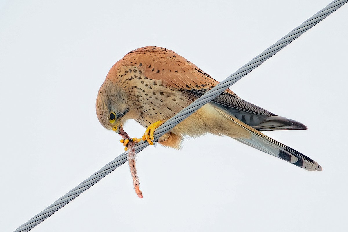 Eurasian Kestrel - ML613421326