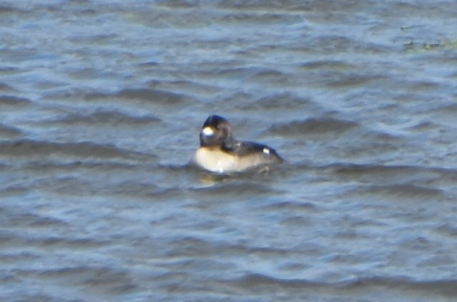 Bufflehead - ML613421332