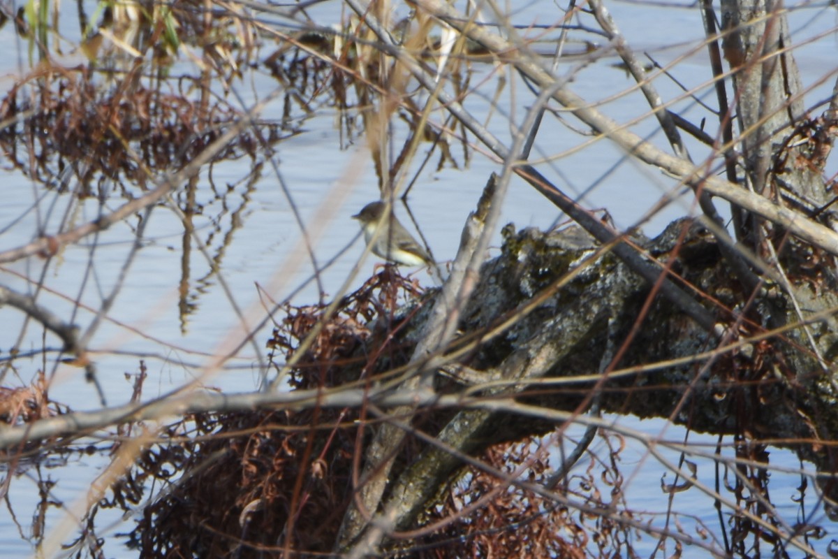 Eastern Phoebe - ML613421393