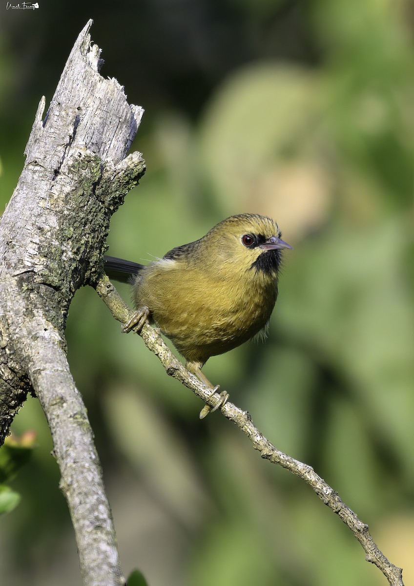 Black-chinned Babbler - ML613421405