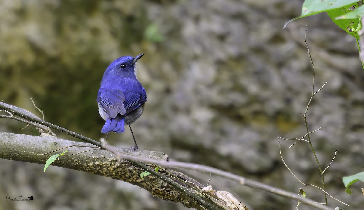 Himalayan Bluetail - ML613421428