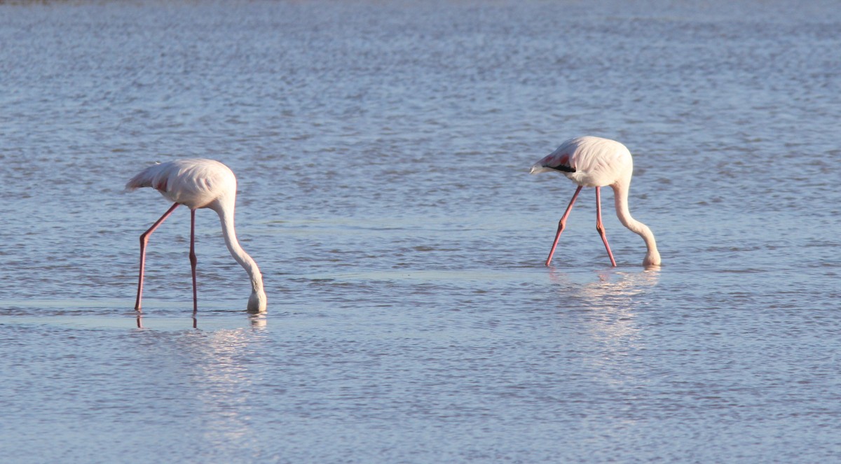 Flamingo - ML613421453