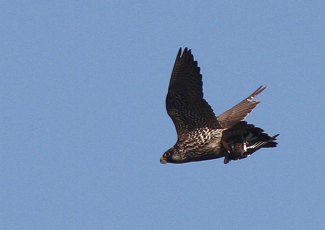 Halcón Peregrino - ML613421474