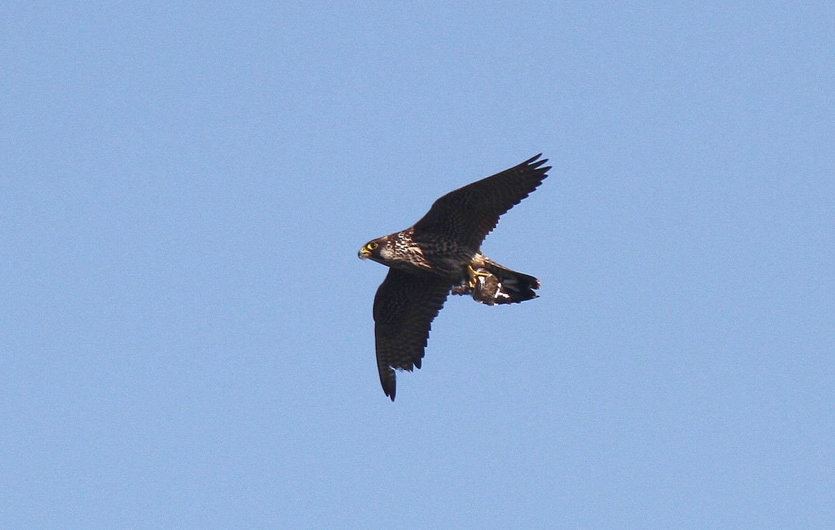 Peregrine Falcon - ML613421475