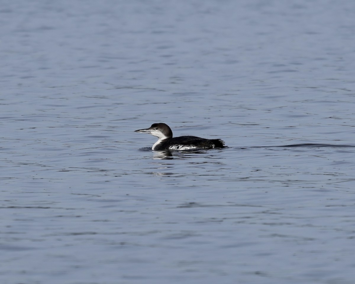 Common Loon - ML613421480