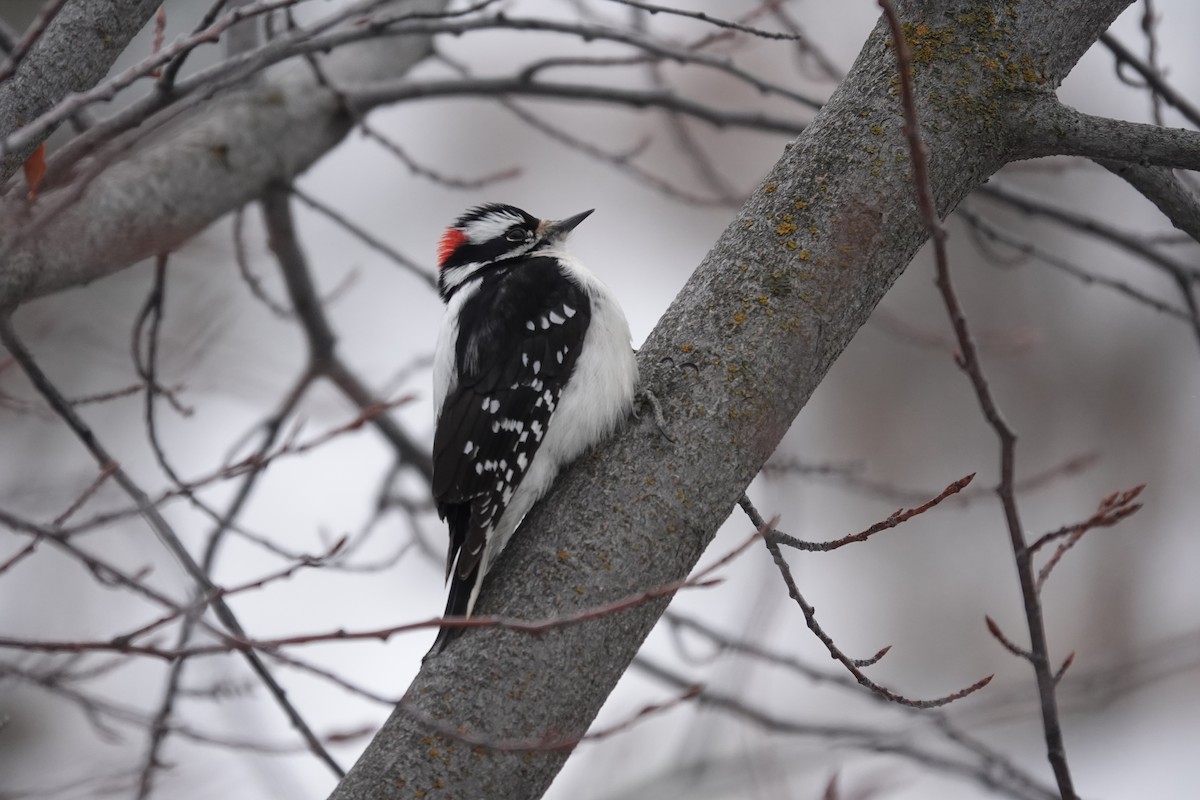 Downy Woodpecker - ML613421489