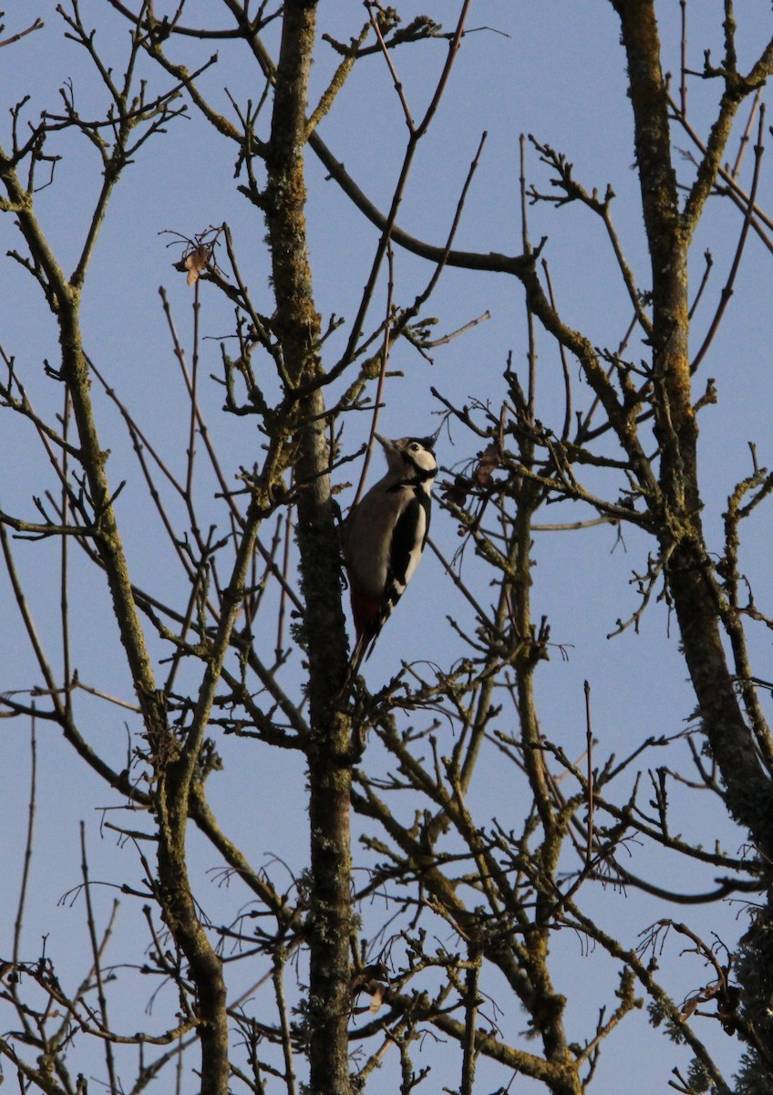 Great Spotted Woodpecker - Mickael Charriot