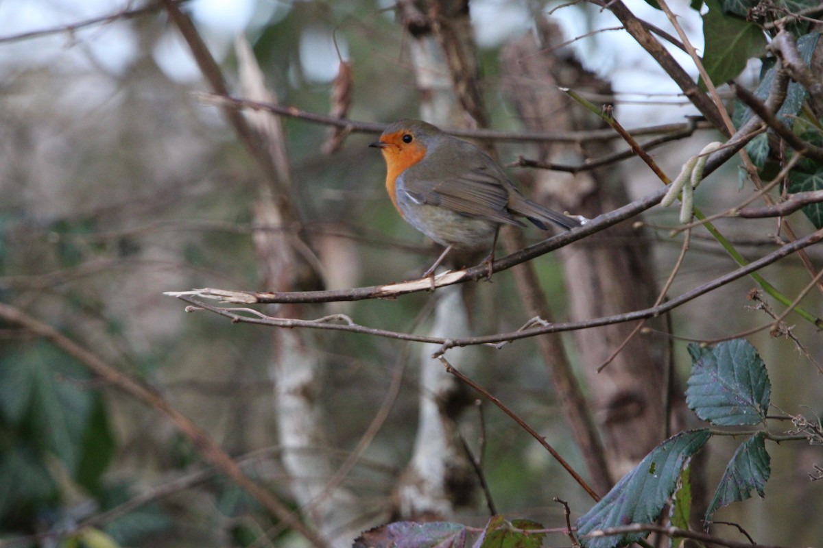 European Robin - ML613421529