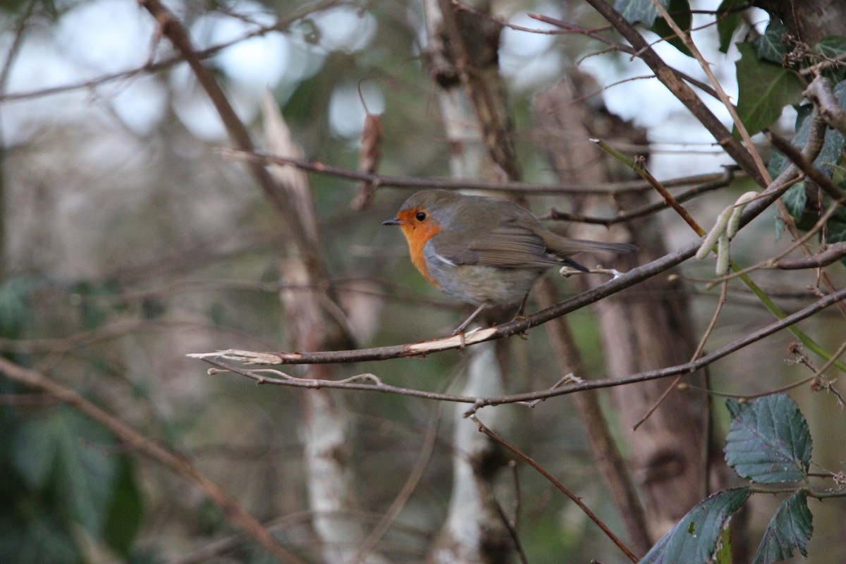 European Robin - ML613421531