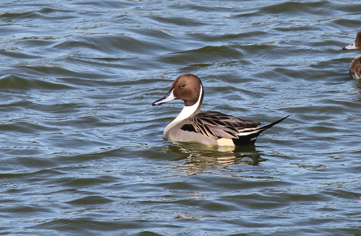 Northern Pintail - ML613421550