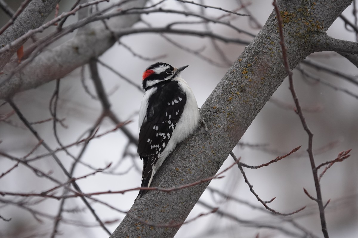 Downy Woodpecker - ML613421558