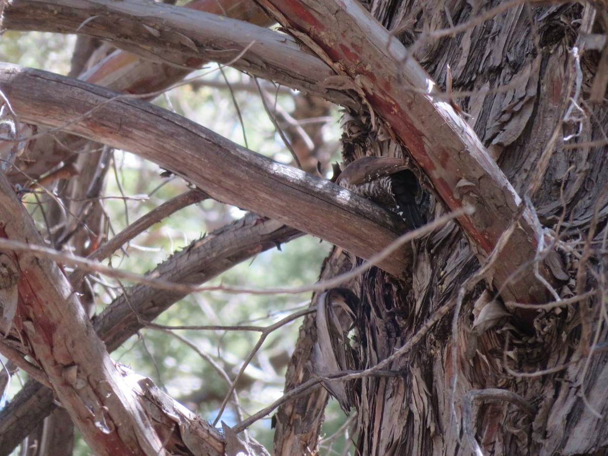 Arizona Woodpecker - Louis Sergent