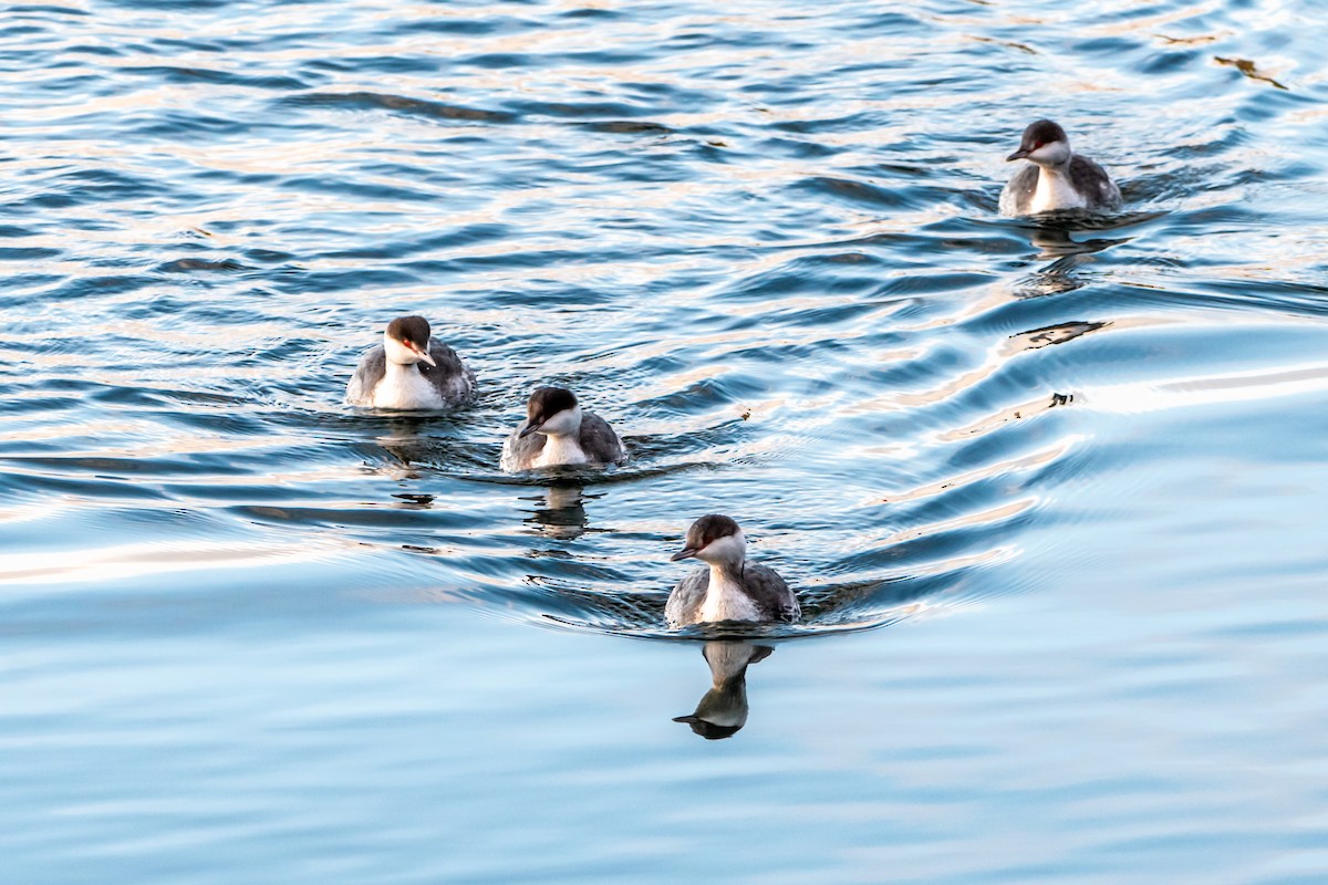 Horned Grebe - ML613421699