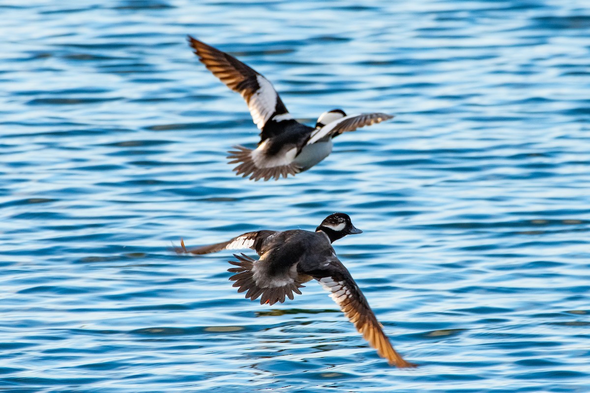 Bufflehead - ML613421718