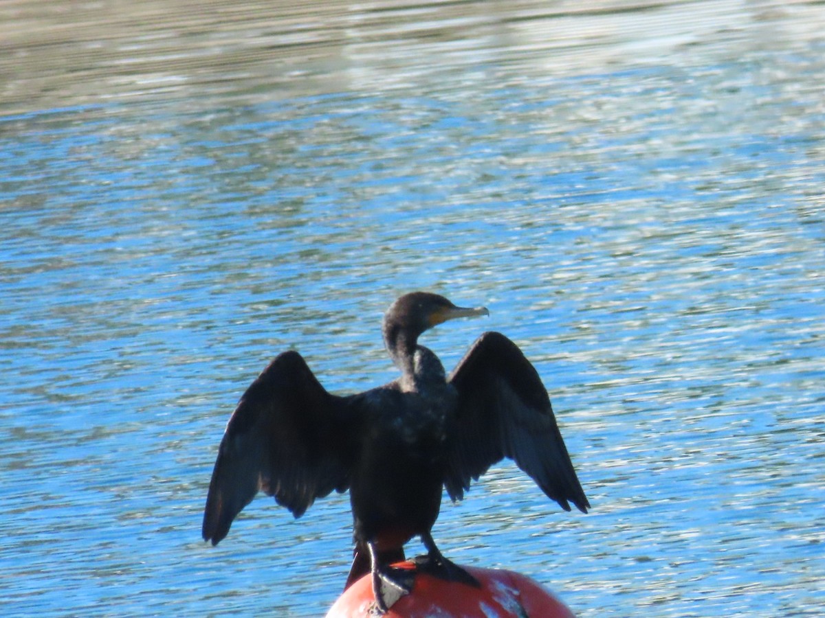 Double-crested Cormorant - ML613421738