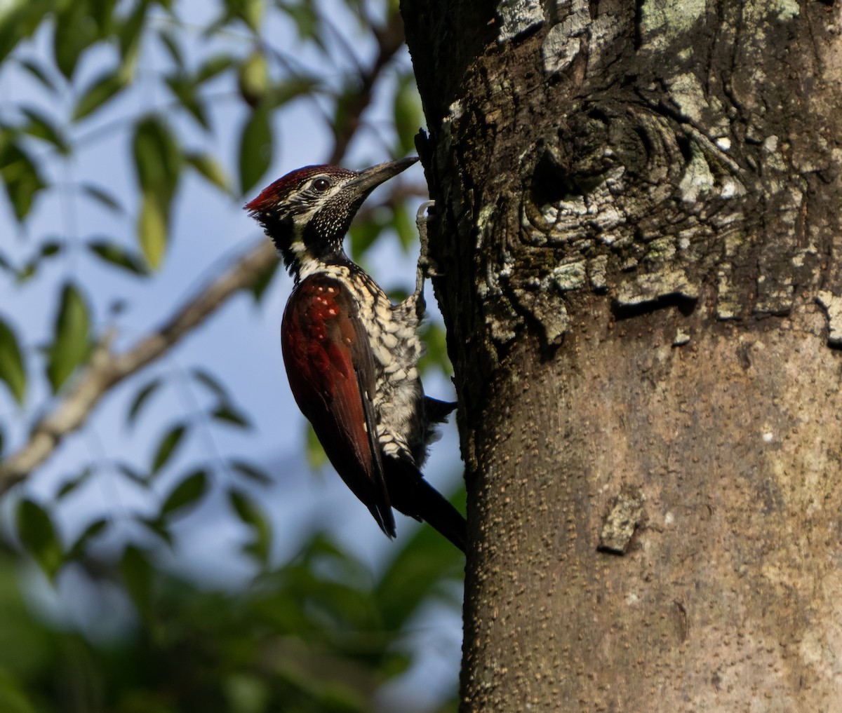 Red-backed Flameback - ML613421776