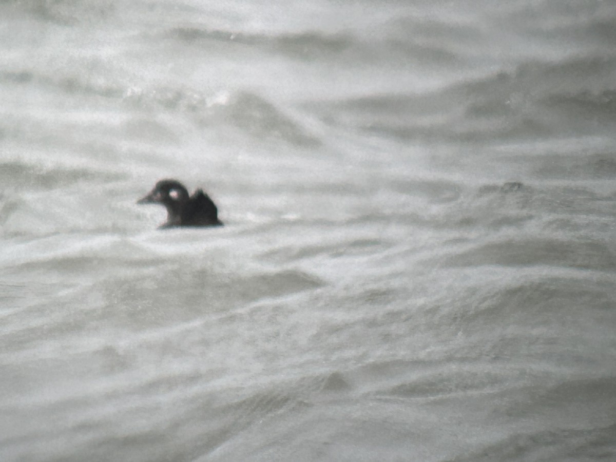 Harlequin Duck - ML613421792