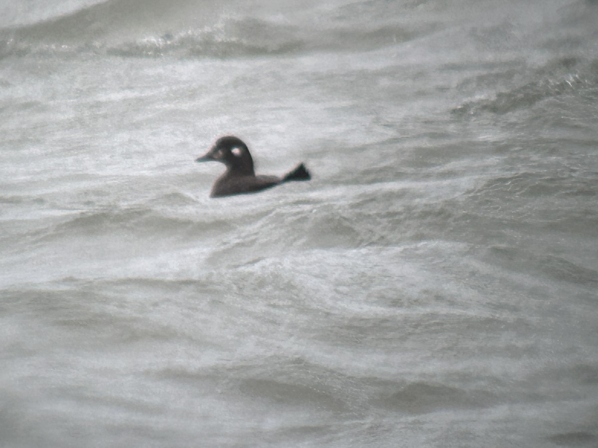 Harlequin Duck - ML613421793