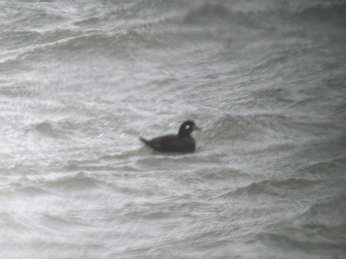 Harlequin Duck - ML613421795