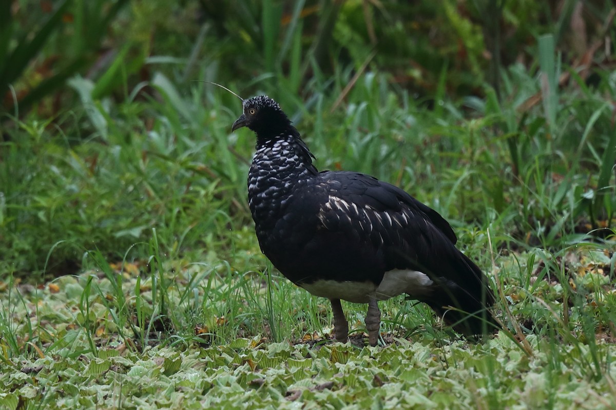 Horned Screamer - ML613421837