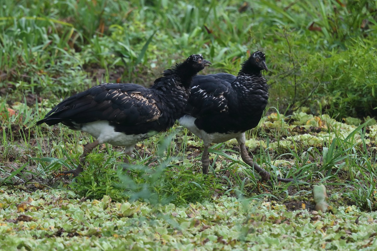 Horned Screamer - ML613421838