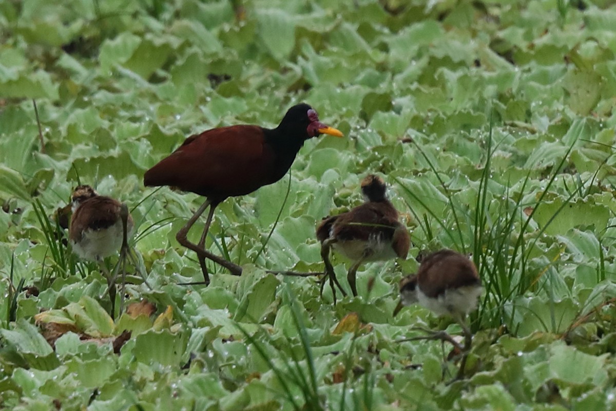 Wattled Jacana - Josef Widmer