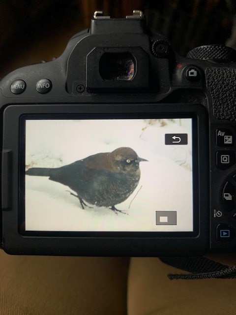 Rusty Blackbird - ML613421885