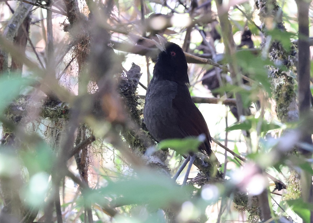 Pale-billed Antpitta - ML613421892