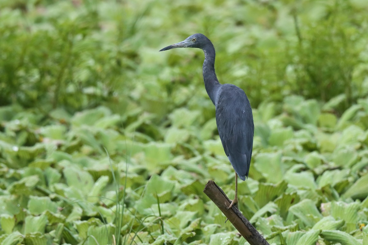 Little Blue Heron - ML613421904