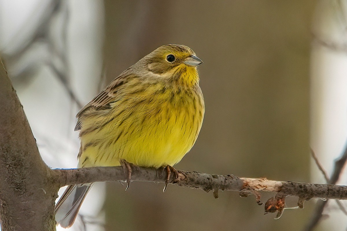 Yellowhammer - ML613421909