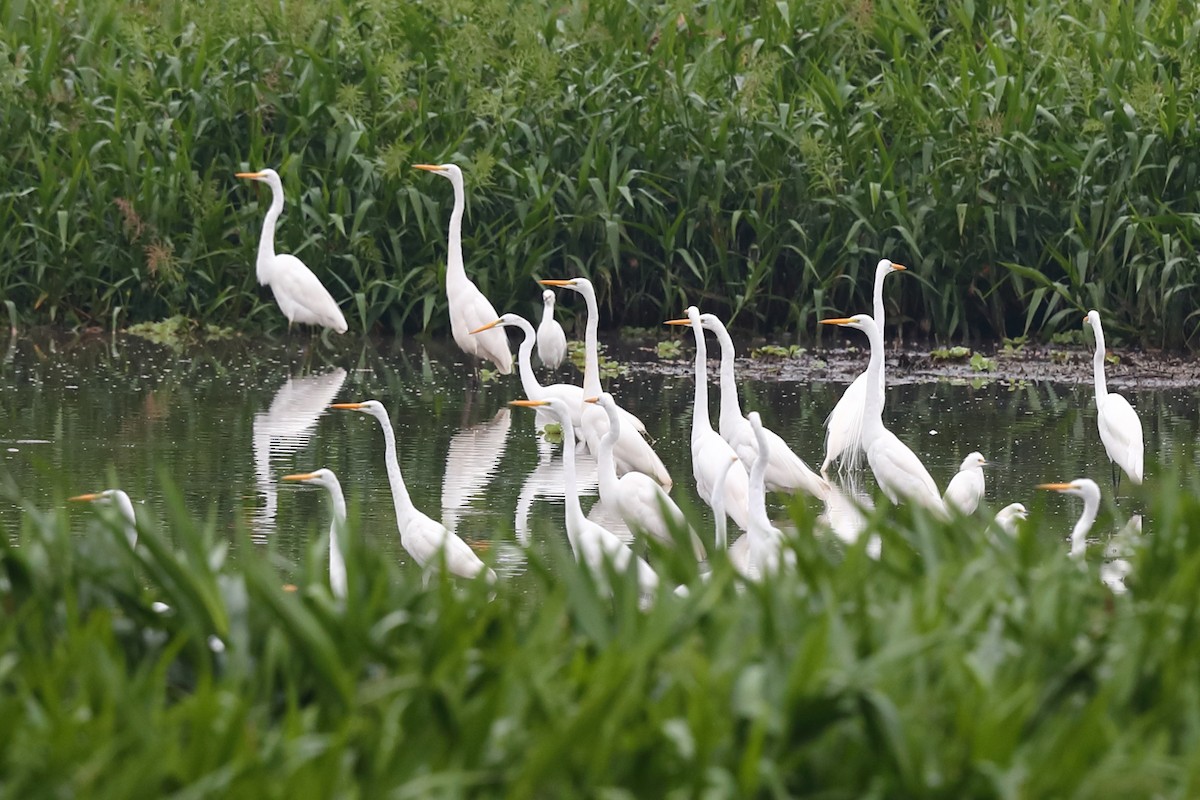 Great Egret - Josef Widmer