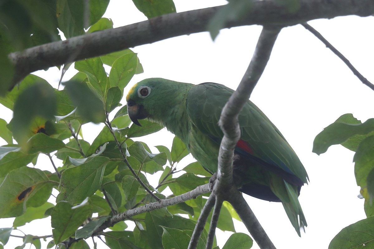 Yellow-crowned Parrot - Josef Widmer