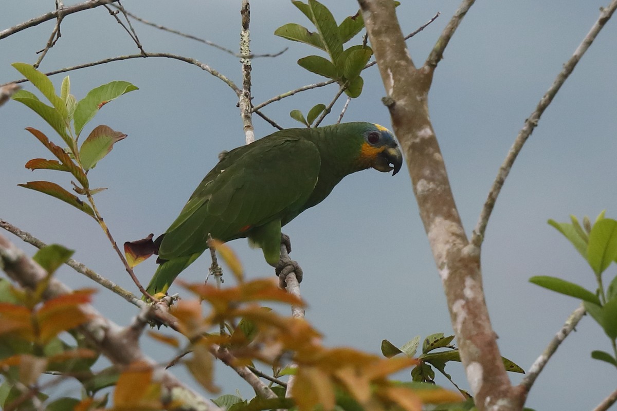 Orange-winged Parrot - ML613421930