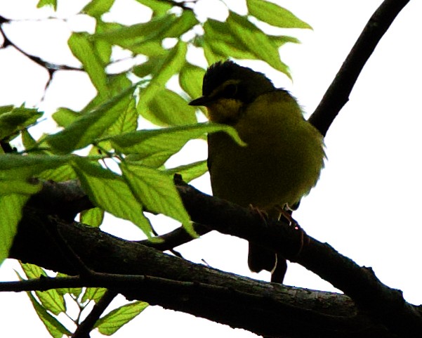 Kentucky Warbler - Rob O'Donnell