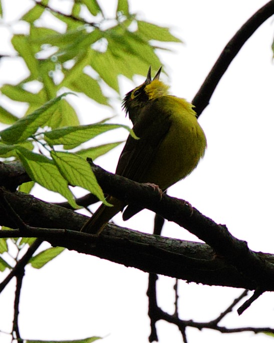 Kentucky Warbler - Rob O'Donnell