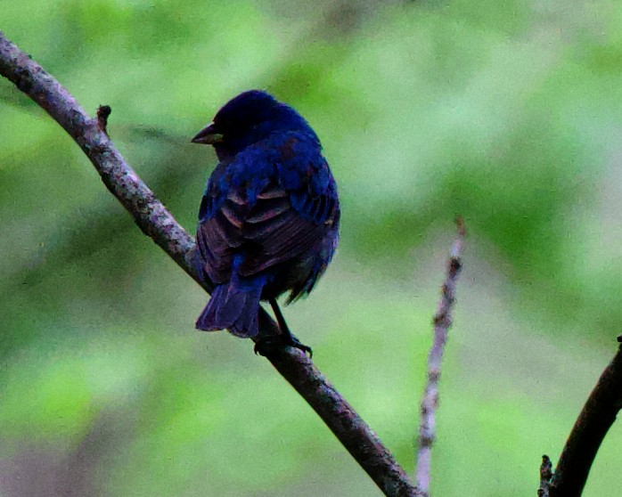 Indigo Bunting - ML613421962