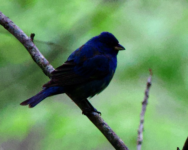 Indigo Bunting - Rob O'Donnell