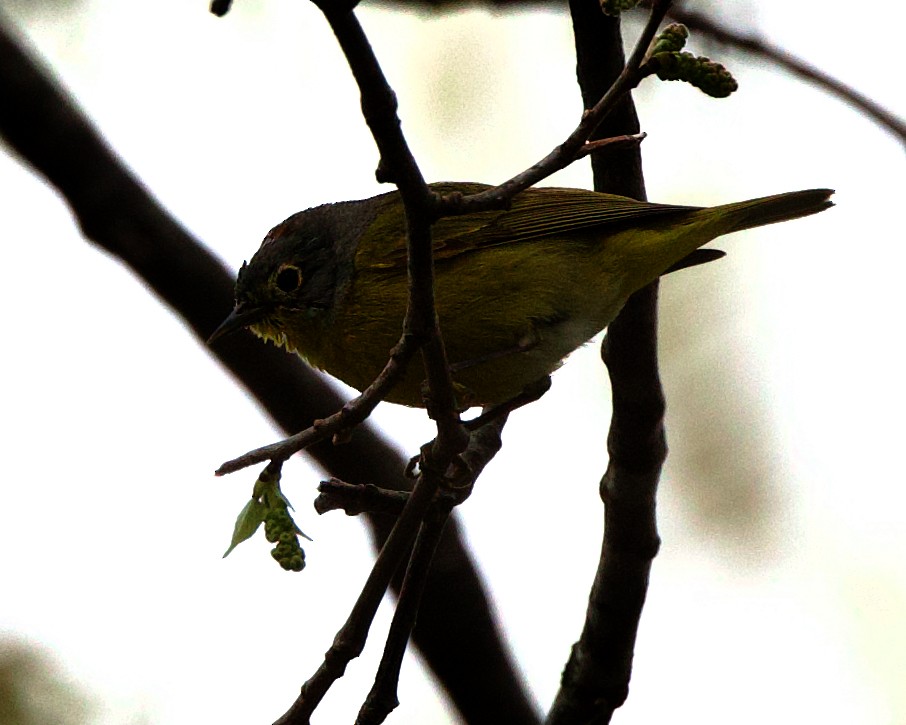 Nashville Warbler - ML613422019