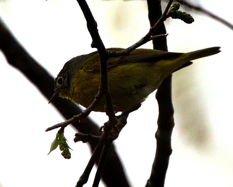 Nashville Warbler - ML613422020