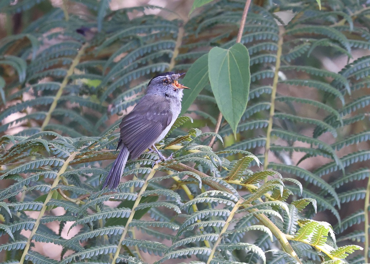 Unstreaked Tit-Tyrant - ML613422030