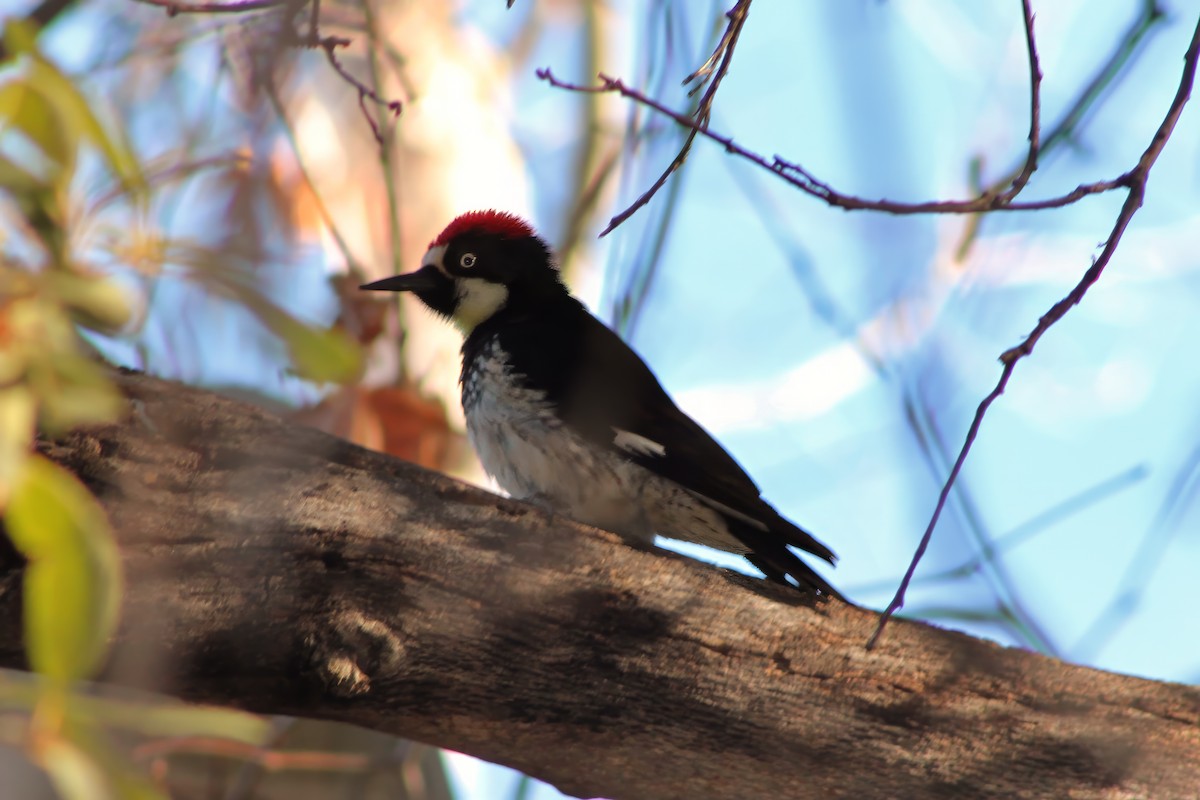 Acorn Woodpecker - ML613422107