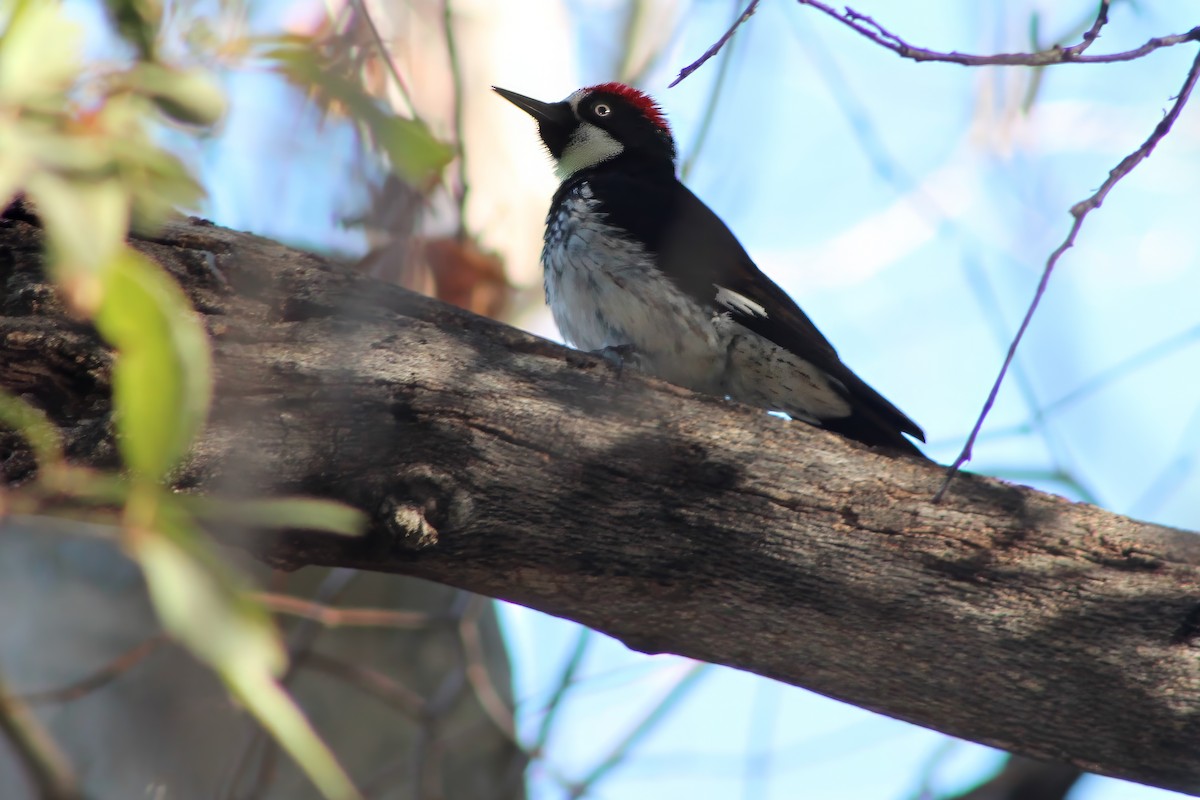 Acorn Woodpecker - ML613422108