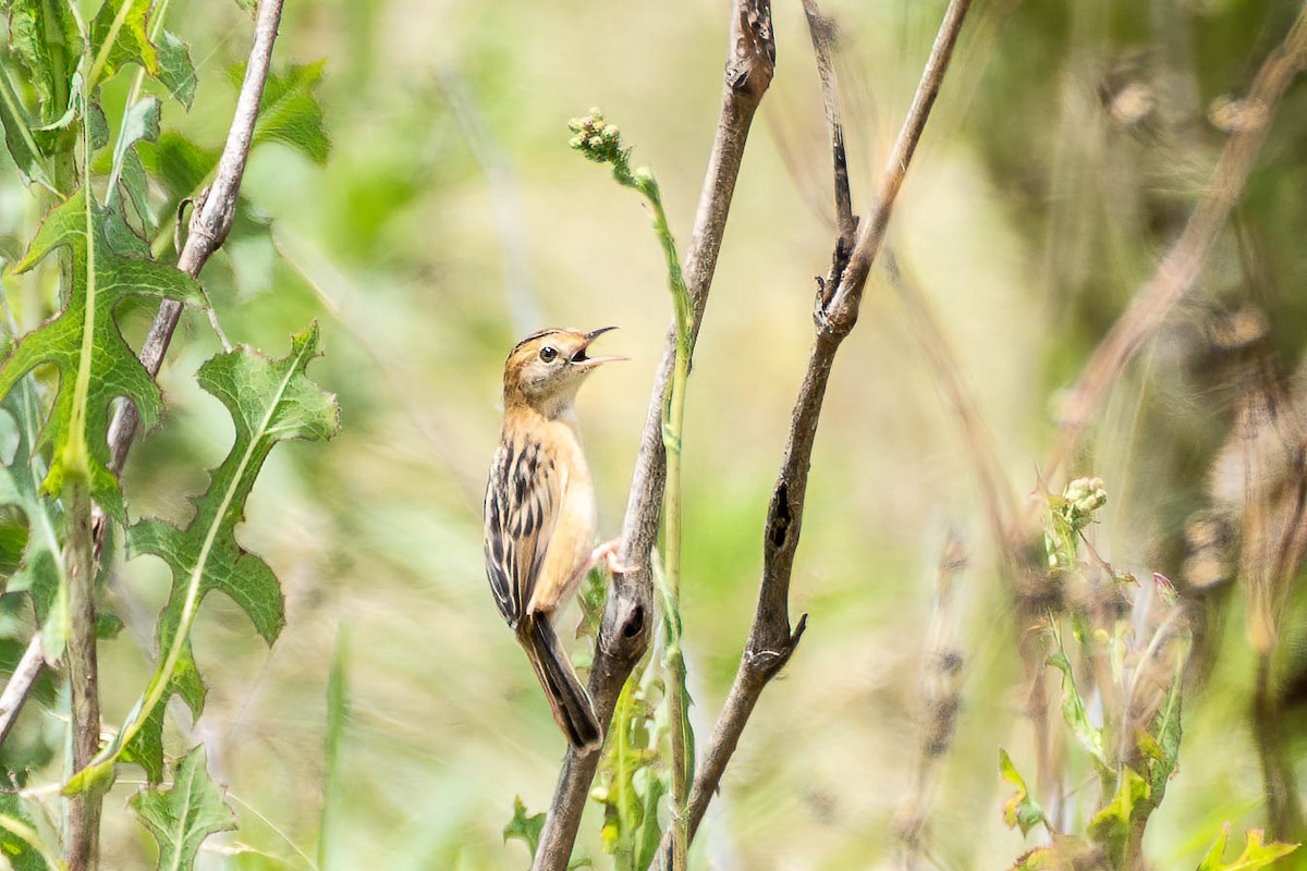 Golden-headed Cisticola - ML613422142