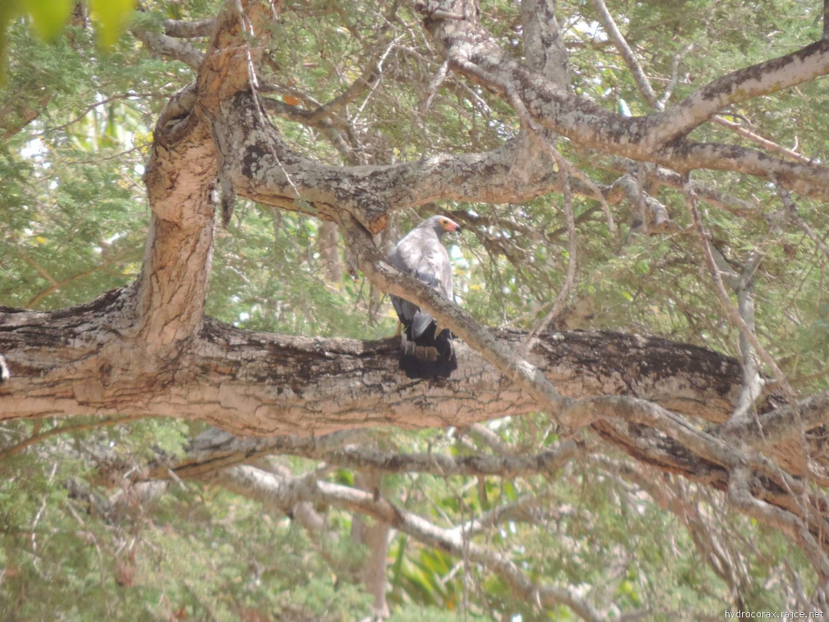 African Harrier-Hawk - ML613422224